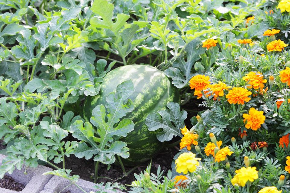 a large, almost ripe watermelon citrullus lanatus in a residential vegetable and flower garden is almost ready to be picked and sliced yummy