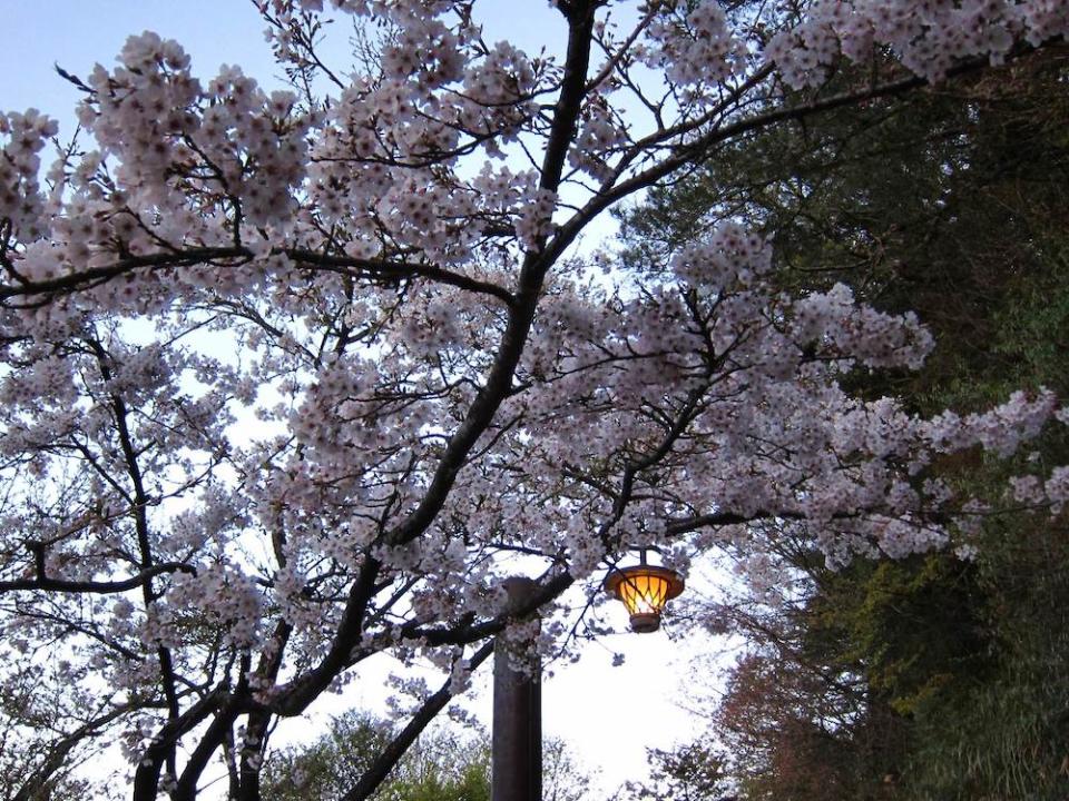 阿里山櫻花季（圖片來源：阿里山國家風景區管理處）