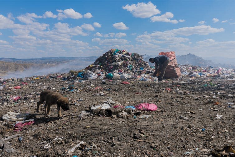 A dog picks through a plastic waste dump.