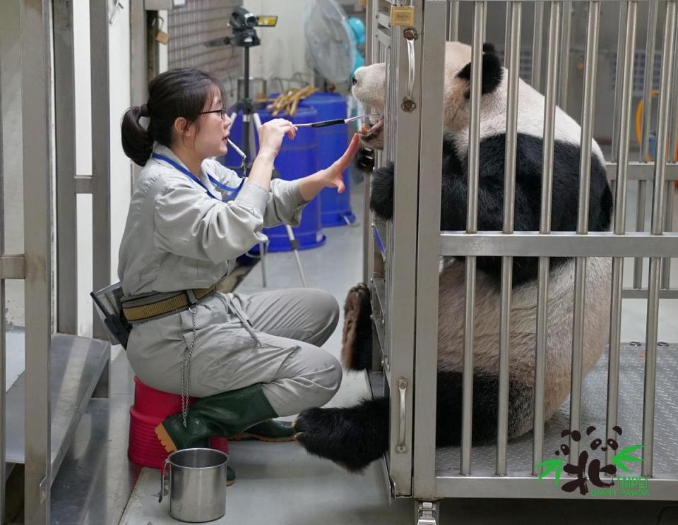 保育員幫「圓圓」清潔牙齒。（台北市立動物園提供）