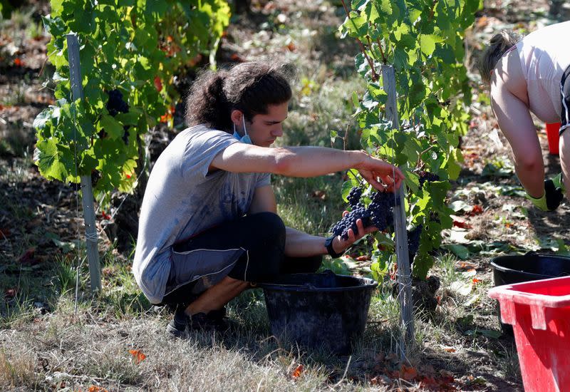 Champagne grape harvest begins in France's champagne region