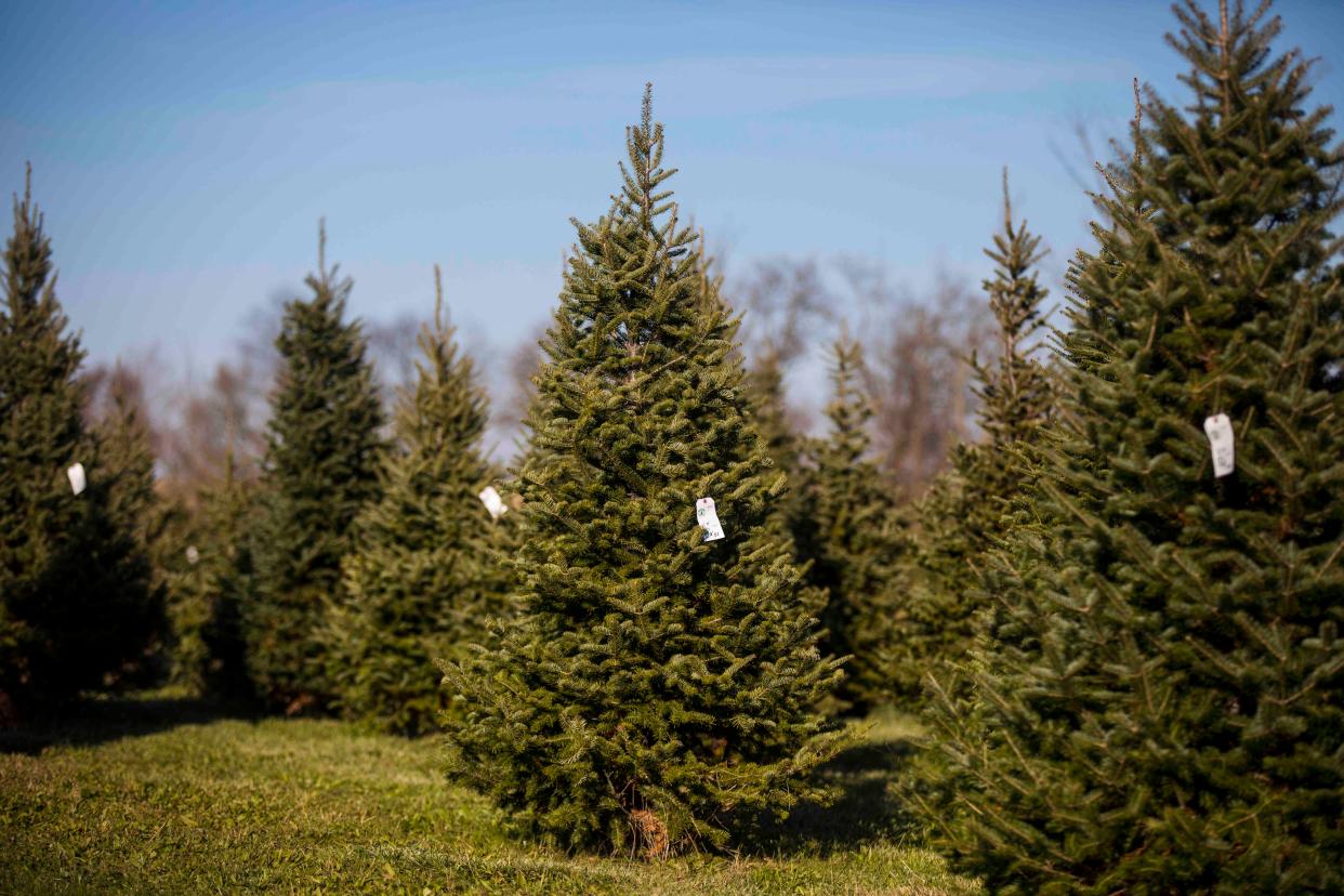 Getting ready for Christmas? Here are 10 places to cut your own tree this season.