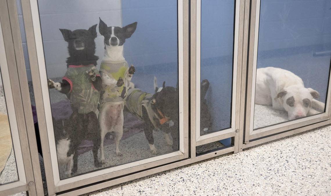 Six Chihuahuas were brought to KC Pet Project after their owner was evicted from his hotel/apartment.