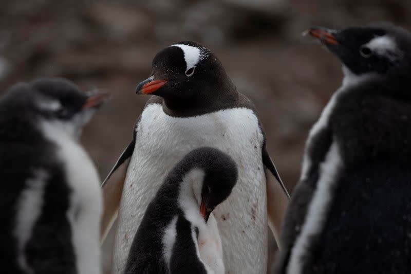 The Wider Image: On board the Antarctic expedition that reveals dramatic penguin decline