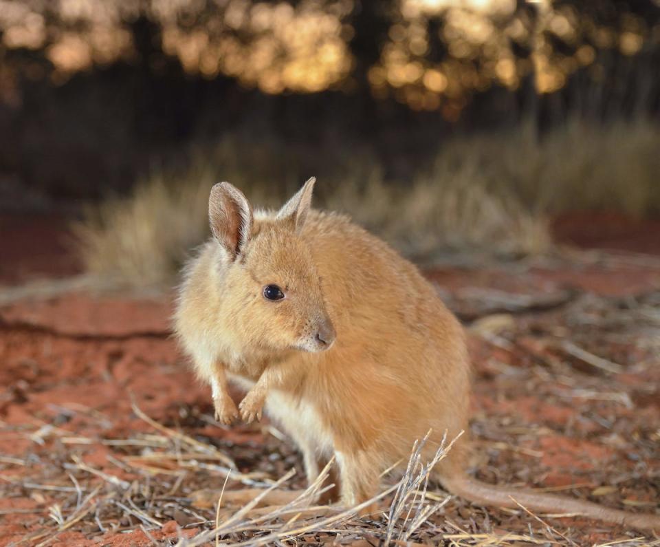 Populations of many native mammals, like mala, can’t survive with even low numbers of cats. Wayne Lawler/Australian Wildlife Conservancy, <a href="http://creativecommons.org/licenses/by/4.0/" rel="nofollow noopener" target="_blank" data-ylk="slk:CC BY;elm:context_link;itc:0;sec:content-canvas" class="link ">CC BY</a>