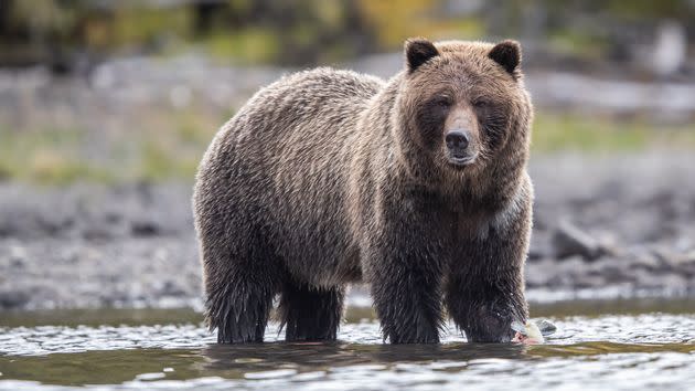 Un urs grizzly se plimbă pe un râu din Canada.