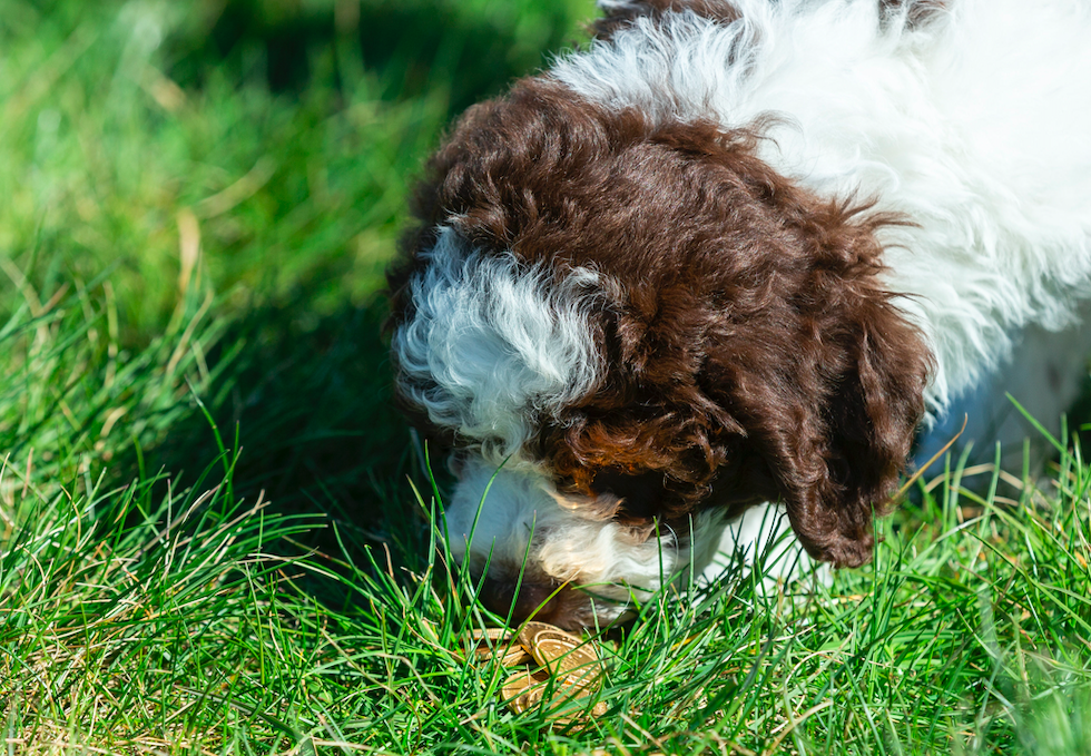 Ollie is a lagotto romagnolo, a breed notorious for digging. (SWNS)