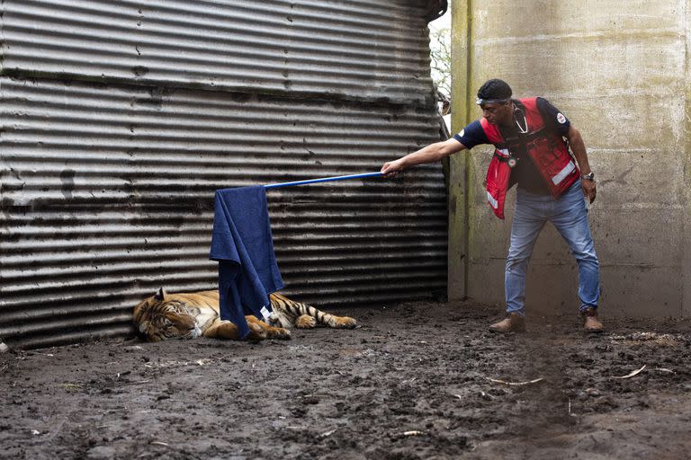 Los tigres estaban en malas condiciones, desnutridos y muy domesticados