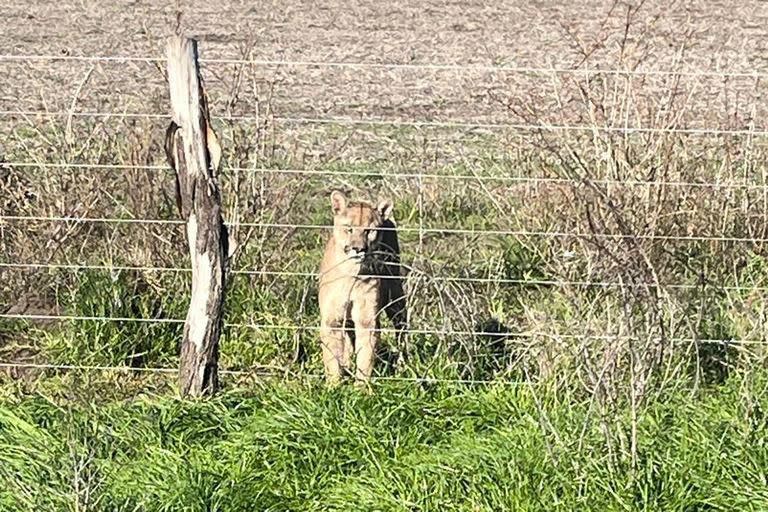 Entre el 14 y el 27 de junio pasado la tranquilidad de una comunidad rural de Berra, en San Miguel del Monte, se perturbó por la aparición de un puma en una zona habitada