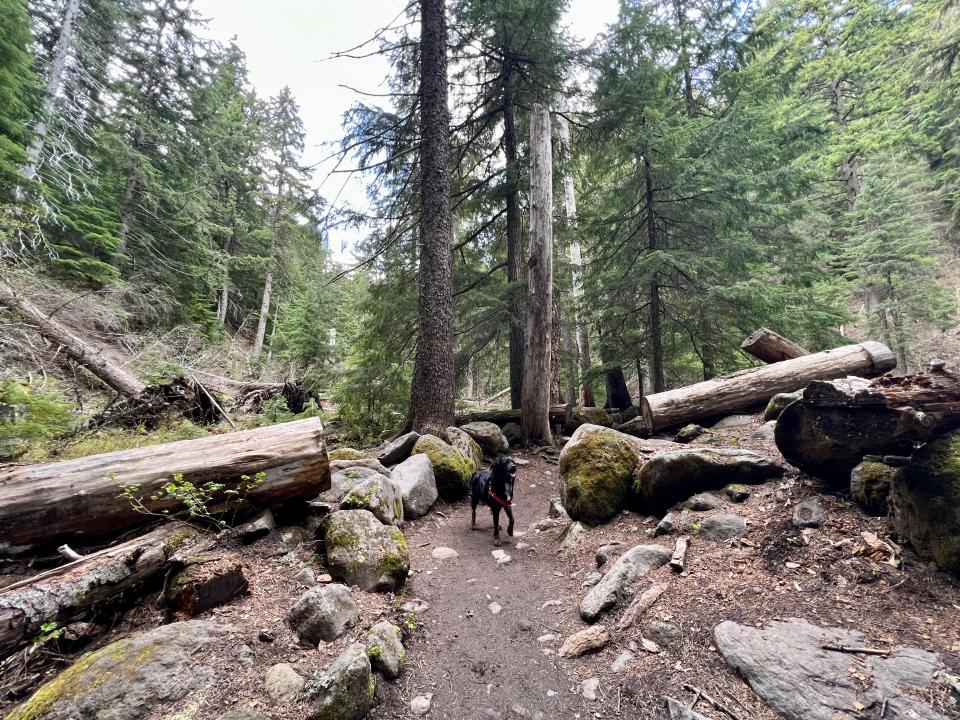 black dog standing in the middle of a trail in the woods