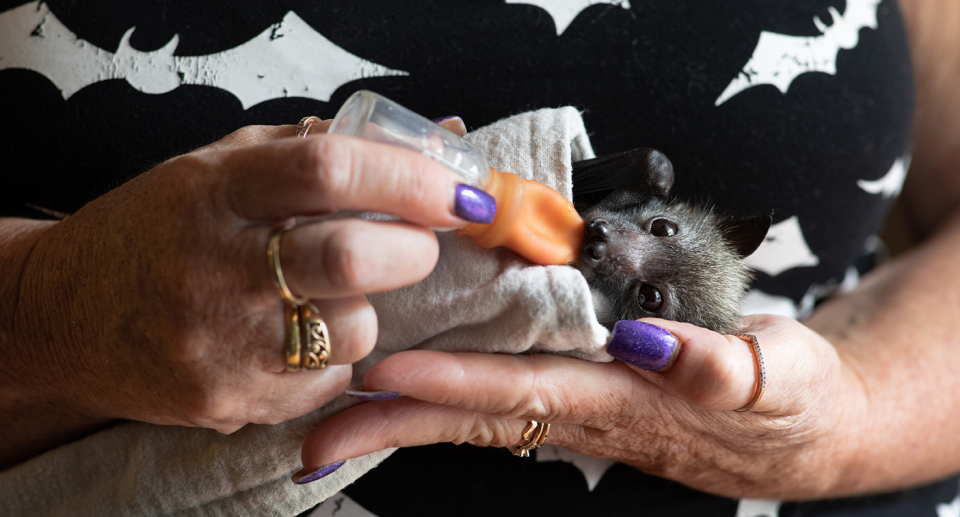 Orphaned flying foxes should only be cared for by registered, vaccinated carers. Source: Getty (File)