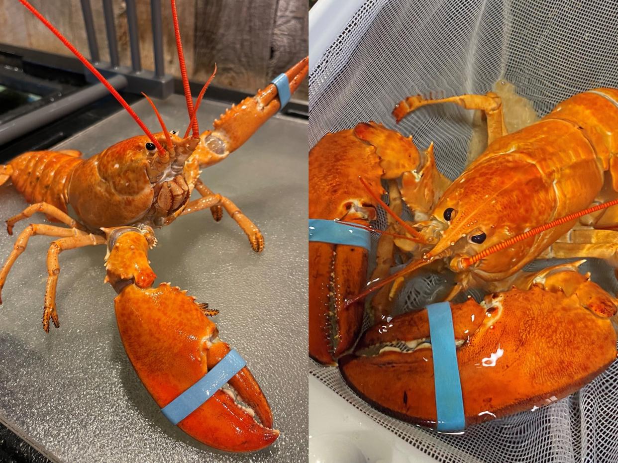 Biscuit (left) a second rare orange lobster was rescued from a Red Lobster, just weeks after Cheddar (right) was discovered in a shipment to the restaurant. (Photos: Red Lobster)