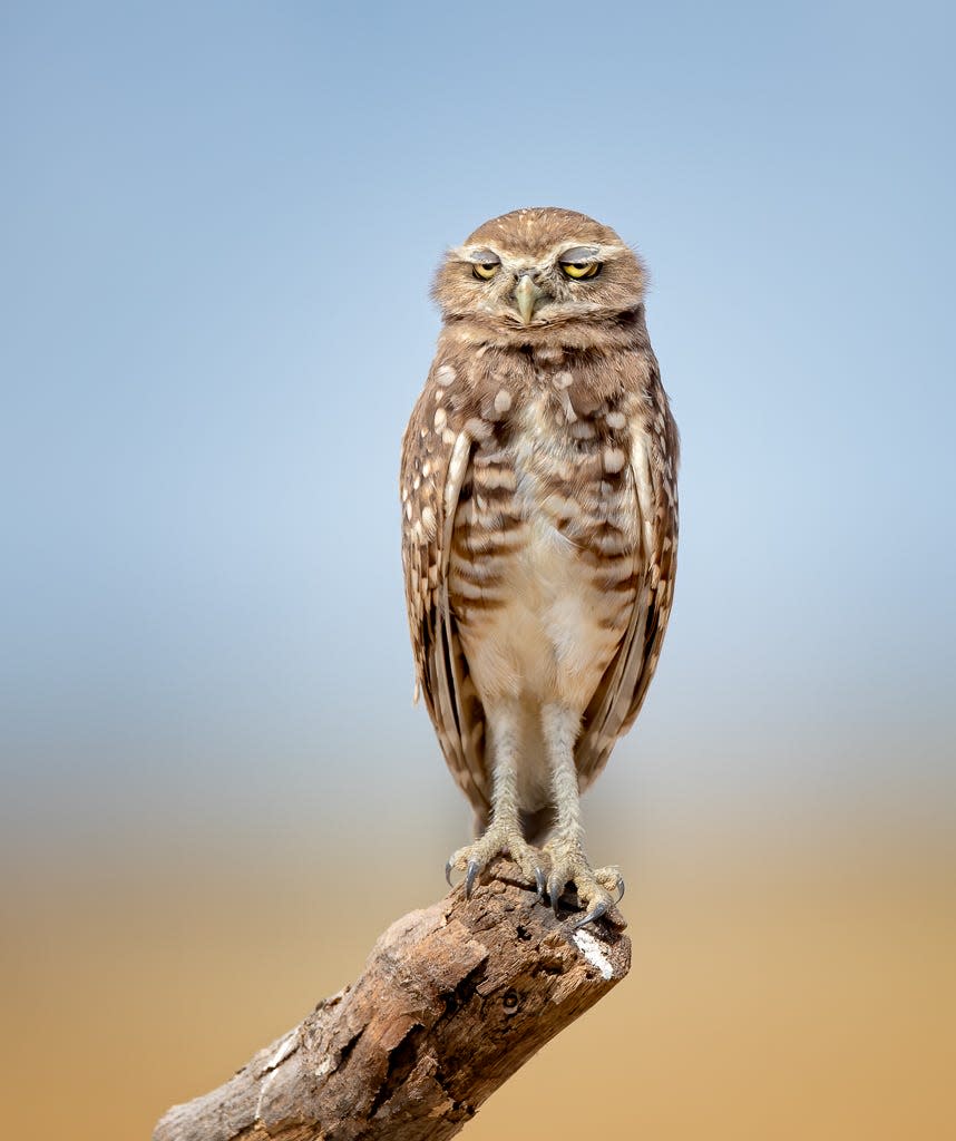 A tired-looking owl stands on a tree branch. Its eyes are mostly shut.