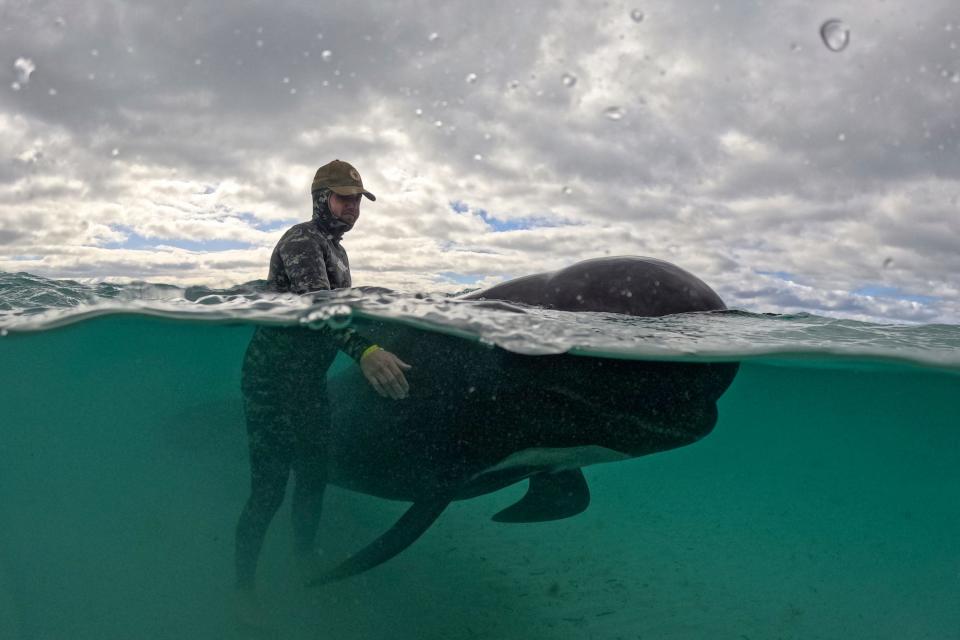 A man holds a pilot whale in the water, with the camera showing both above and below the water