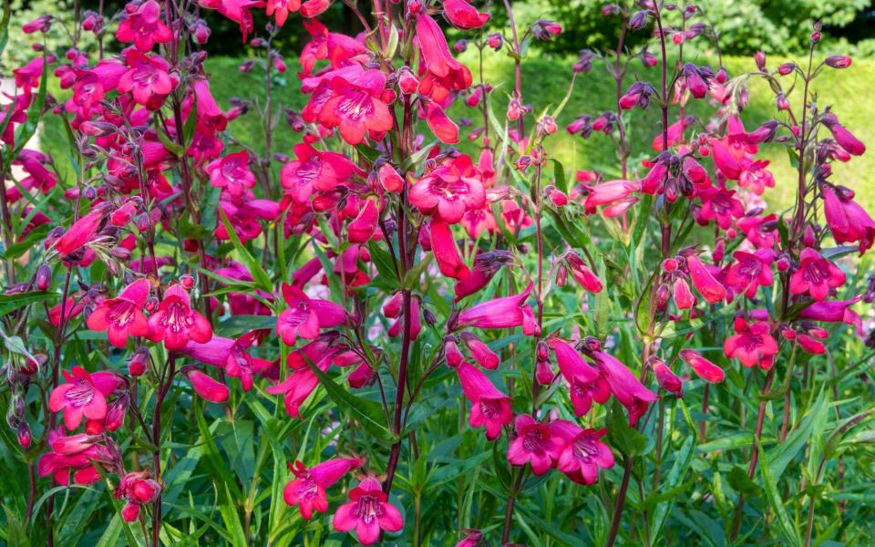 Though penstemons require regular deadheading, they are worth the work -  Getty Images/iStockphoto