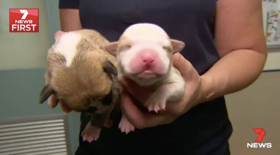 The puppies are only a week old. Source: 7 News