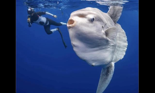 California photographer swims with giant, alien-like sea creature - Yahoo  Sports