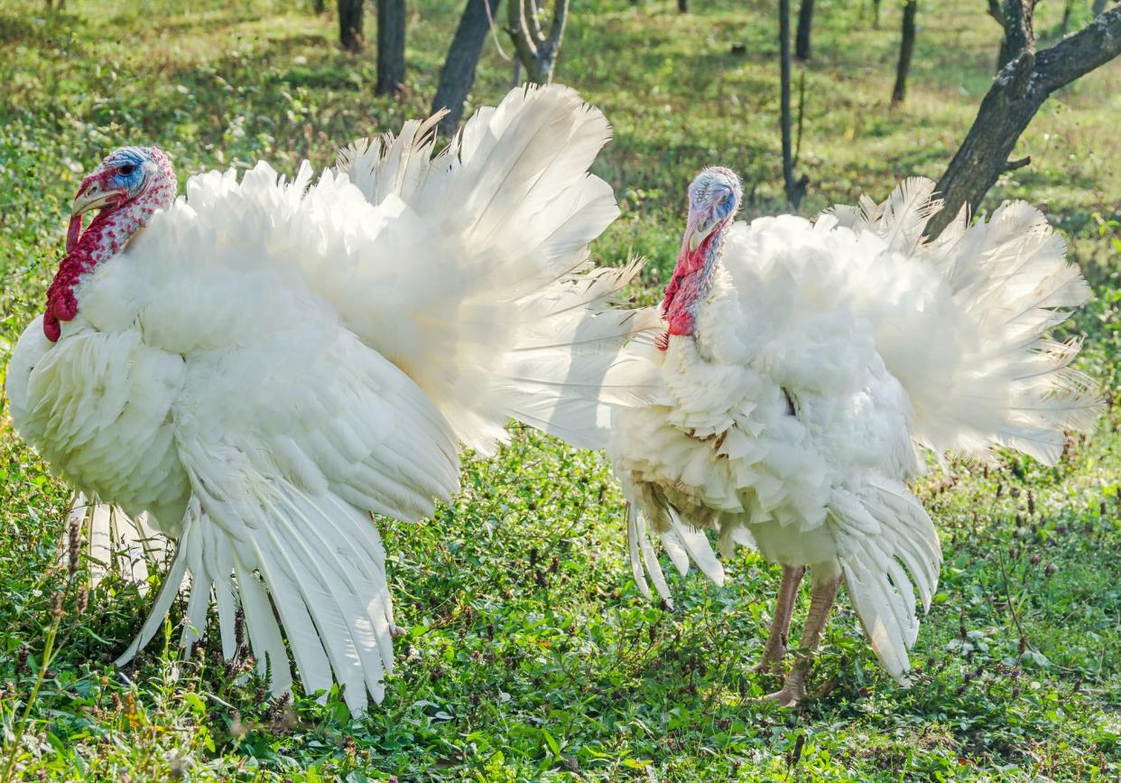 White turkeys bird, close up, outdoor, sun rays light, country side