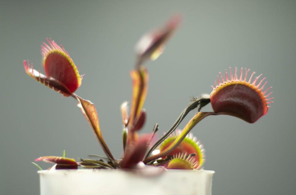 A red dragon Venus flytrap, shown Wednesday, Nov. 3, 2021, is one of a number of variants of the carnivorous plants carried by the Killer Plant Company in Hartland.