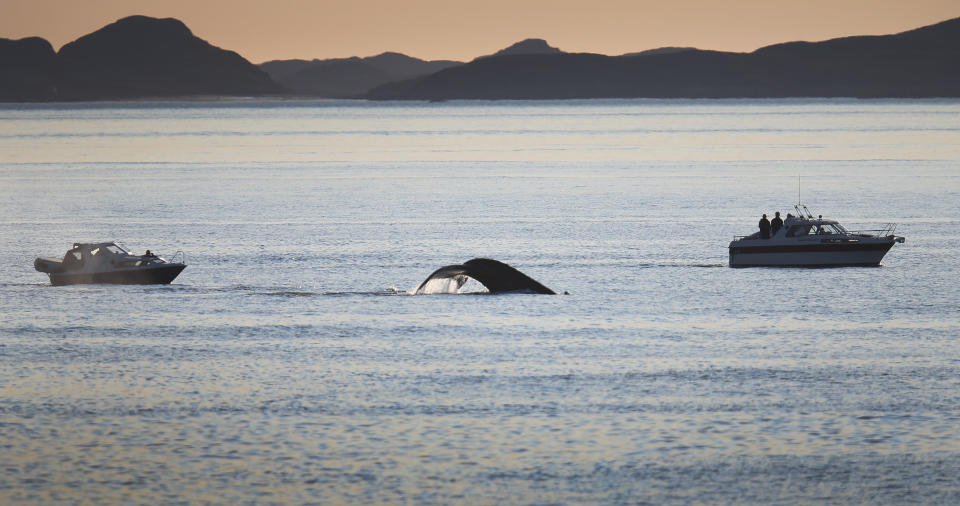 NUUK, GREENLAND - JULY 27: Boats follow a whale as it swims in the water on July 27, 2013 in Nuuk, Greenland.  (Photo by Joe Raedle/Getty Images)