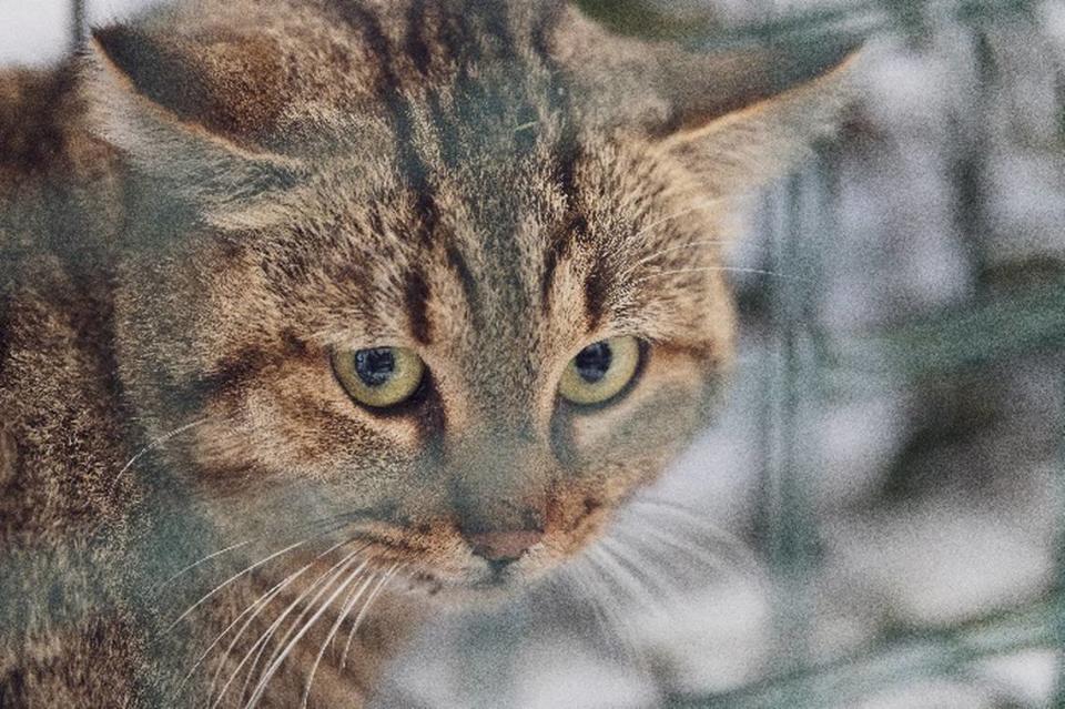 Primer plano del gato-zorro corso.