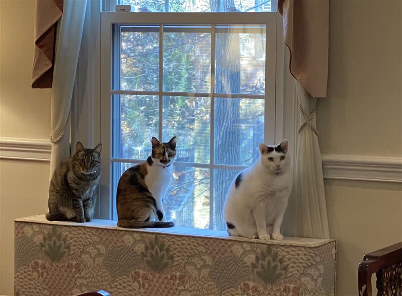 駐美大使蕭美琴同晚也曬出3隻愛貓的合照。（圖／翻攝自蕭美琴推特）