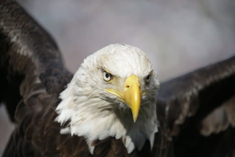 Protections under the Endangered Species Act have helped re-establish stable bald eagle populations in the United States. File Photo by John Angelillo/UPI