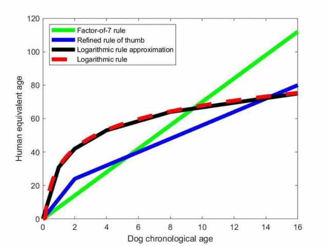 Dog age conversion