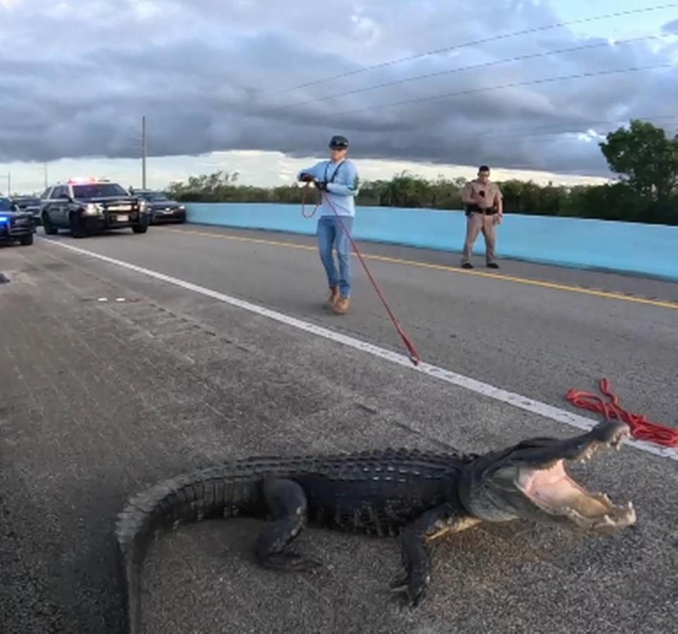 Animal trappers attempt to wrangle an alligator on the 18 Mile Stretch of U.S. 1 heading into the Florida Keys Monday, June 5, 2023.