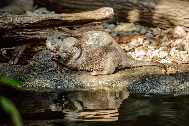 <span class="caption">Smooth-coated otters: here’s how you do it.</span> <span class="attribution"><span class="source">Shutterstock</span></span>