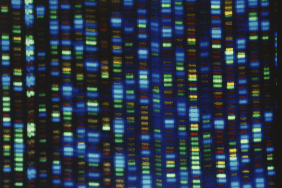 A digital display shows output from a DNA sequencer.  (National Institutes of Health)