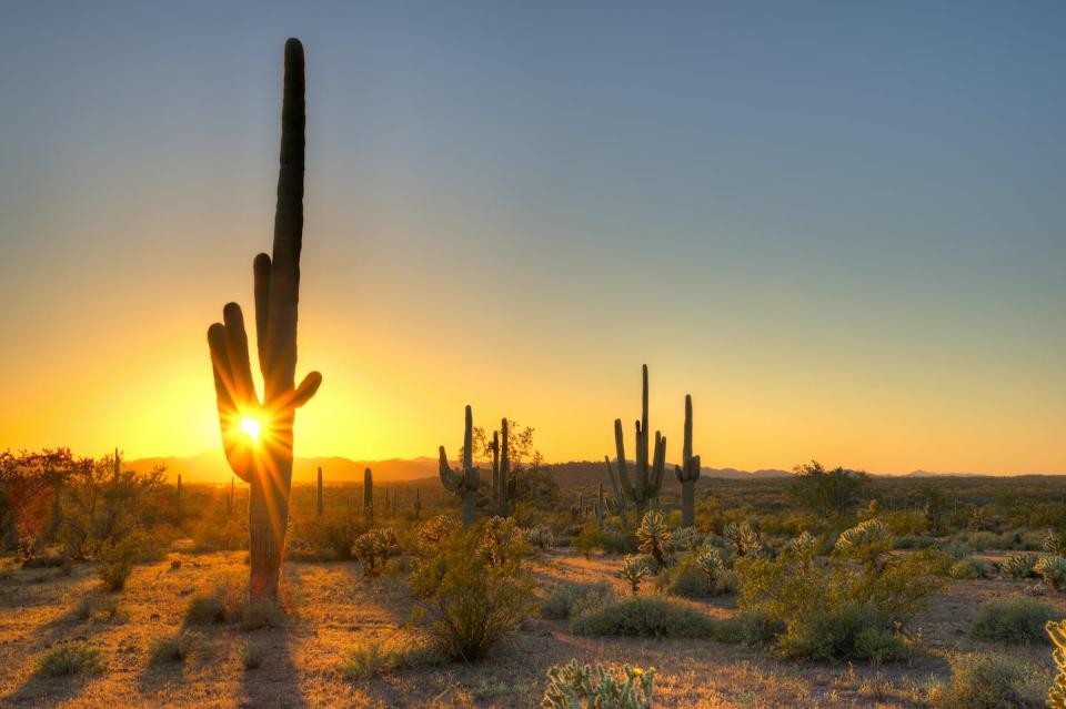 Desierto de Sonora. <a href="https://www.shutterstock.com/es/image-photo/sonoran-desert-catching-days-last-rays-275646692" rel="nofollow noopener" target="_blank" data-ylk="slk:Shutterstock / LHBLLC;elm:context_link;itc:0;sec:content-canvas" class="link ">Shutterstock / LHBLLC</a>