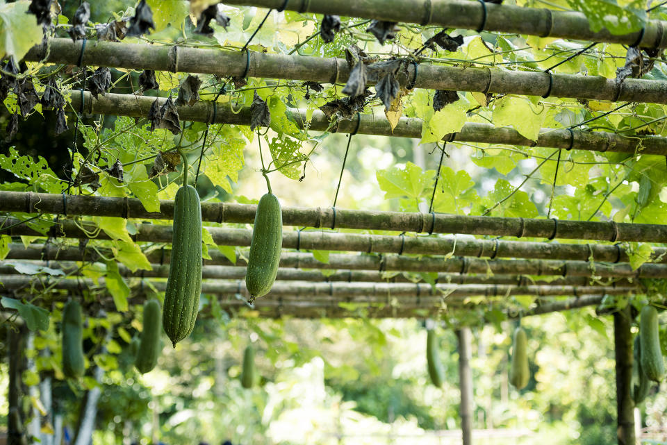 Grow vegetables over your pergola