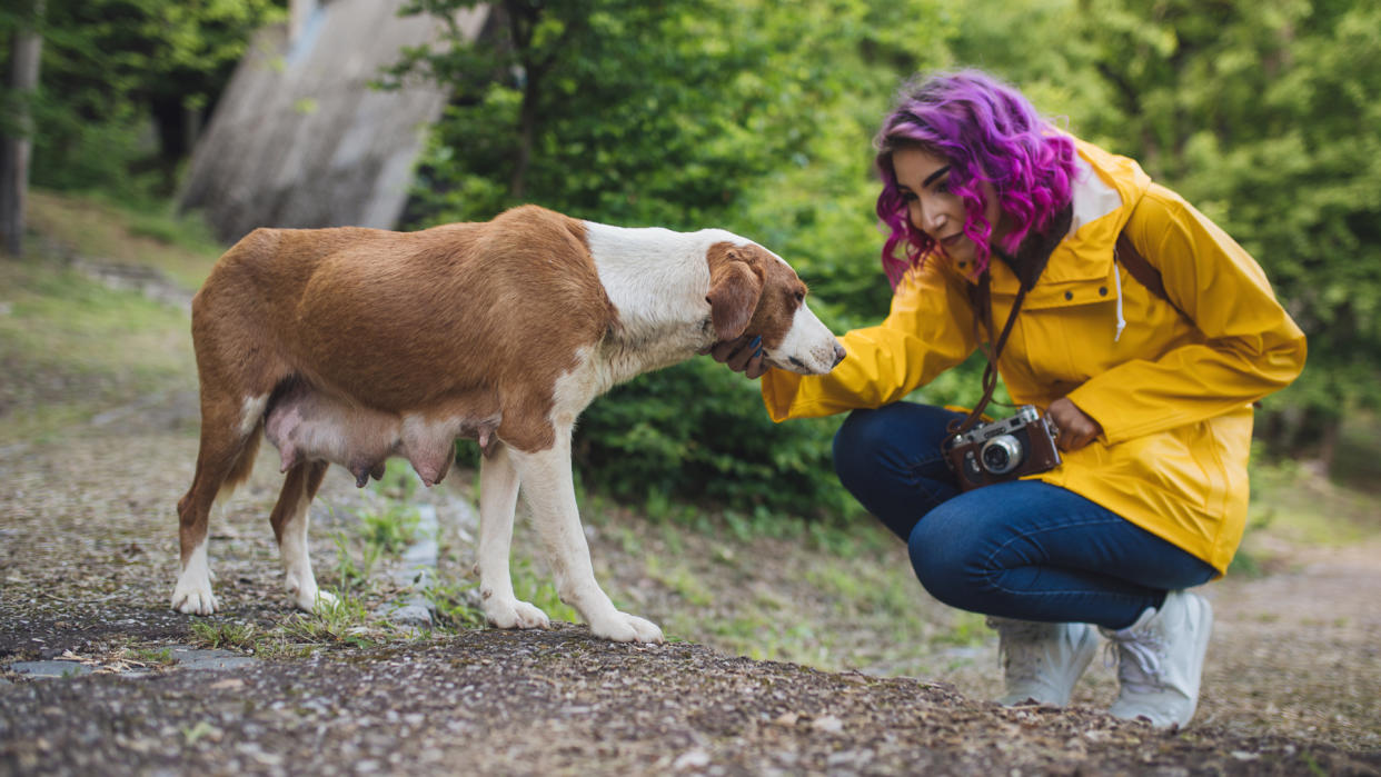  Owner petting dog while out on a walk 