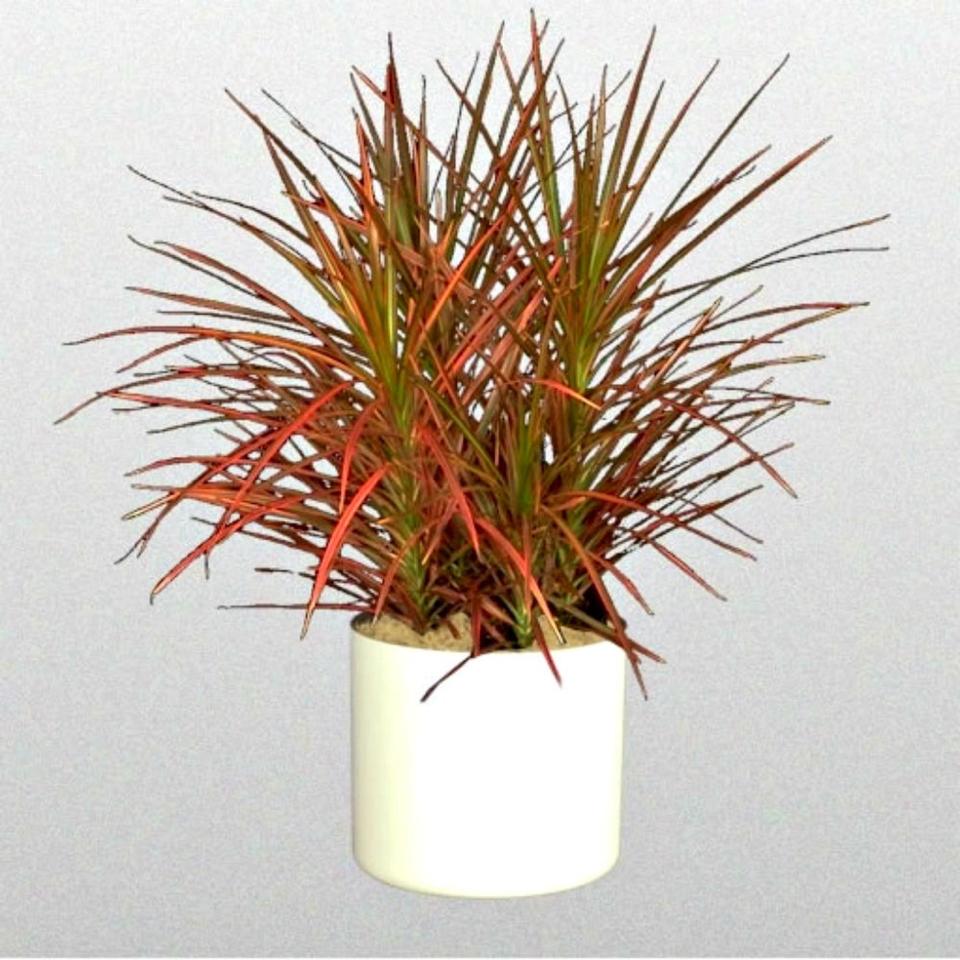 Dracaena Marginata in 6” Pot (Credit: Etsy)