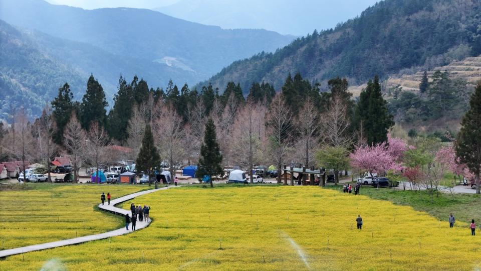 武陵農場櫻花季美景如畫，吸引許多民眾上山賞花，卻出現有遊客踩踏花田中拍照，武陵農場呼籲，民眾發揮公德心，以免違反國家公園法挨罰。（圖／武陵農場提供）