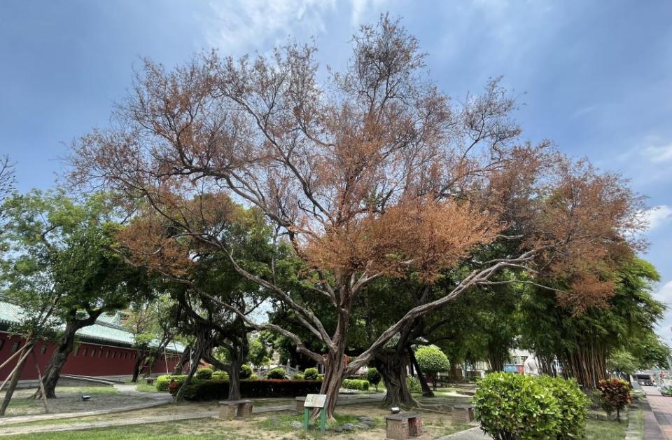 台南市唯一的「榔榆」珍貴老樹位於延平郡王祠，樹葉莫名枯黃。 （記者陳治交攝）