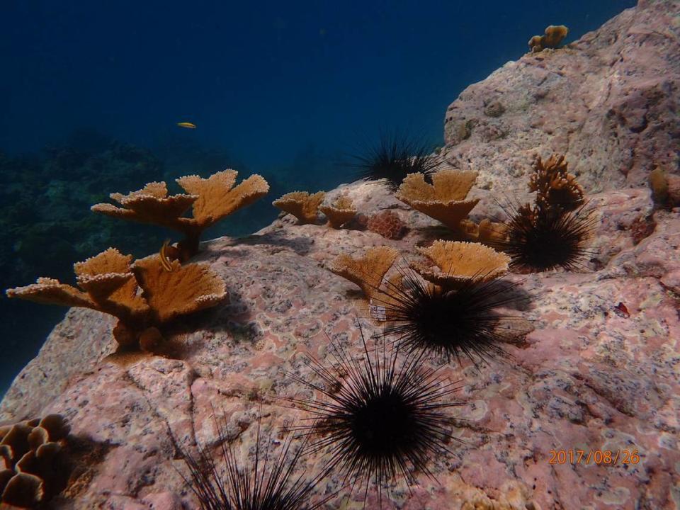This 2017 image from a Caribbean coral reef shows a healthy number of diadema sea urchins, which graze algae off coral reefs and allow for better growth.