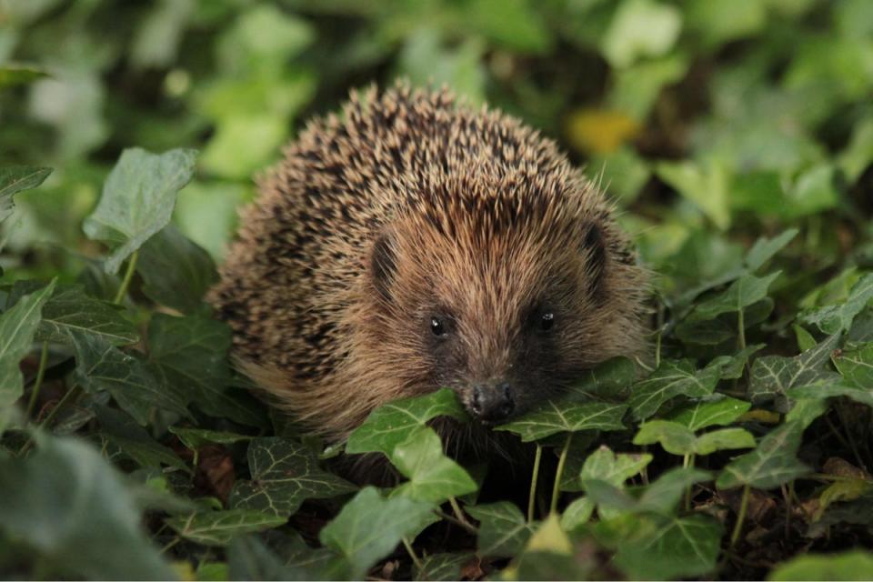 If possible leave a perfect size hole for hedgehogs to enter your garden ((BHPS/PA))