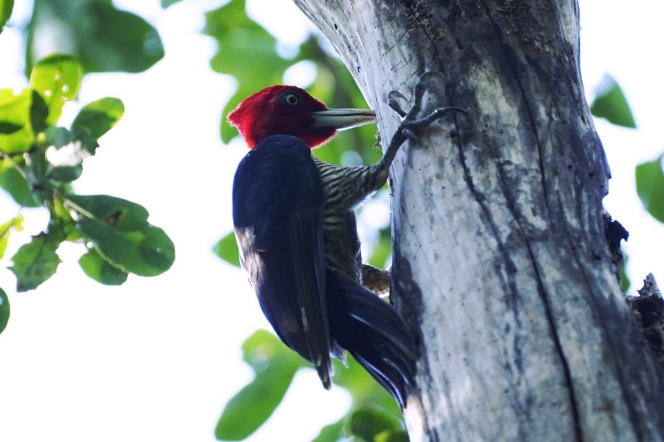 A woodpecker hangs on to a tree in the Calakmul Biosphere Reserve in the Yucatan Peninsula of Mexico on Wednesday, Jan. 11, 2023. The Calakmul region is home to one of the most important jaguar populations in Mesoamerica, more than 350 species of birds and one hundred mammals, plus other endangered species — the tapir, puma and ocellated turkey. (AP Photo/Marco Ugarte)