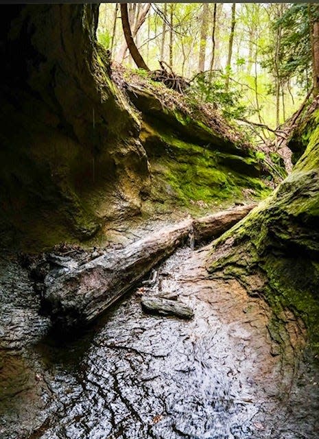 One of many ravines at Turkey Run State Park.