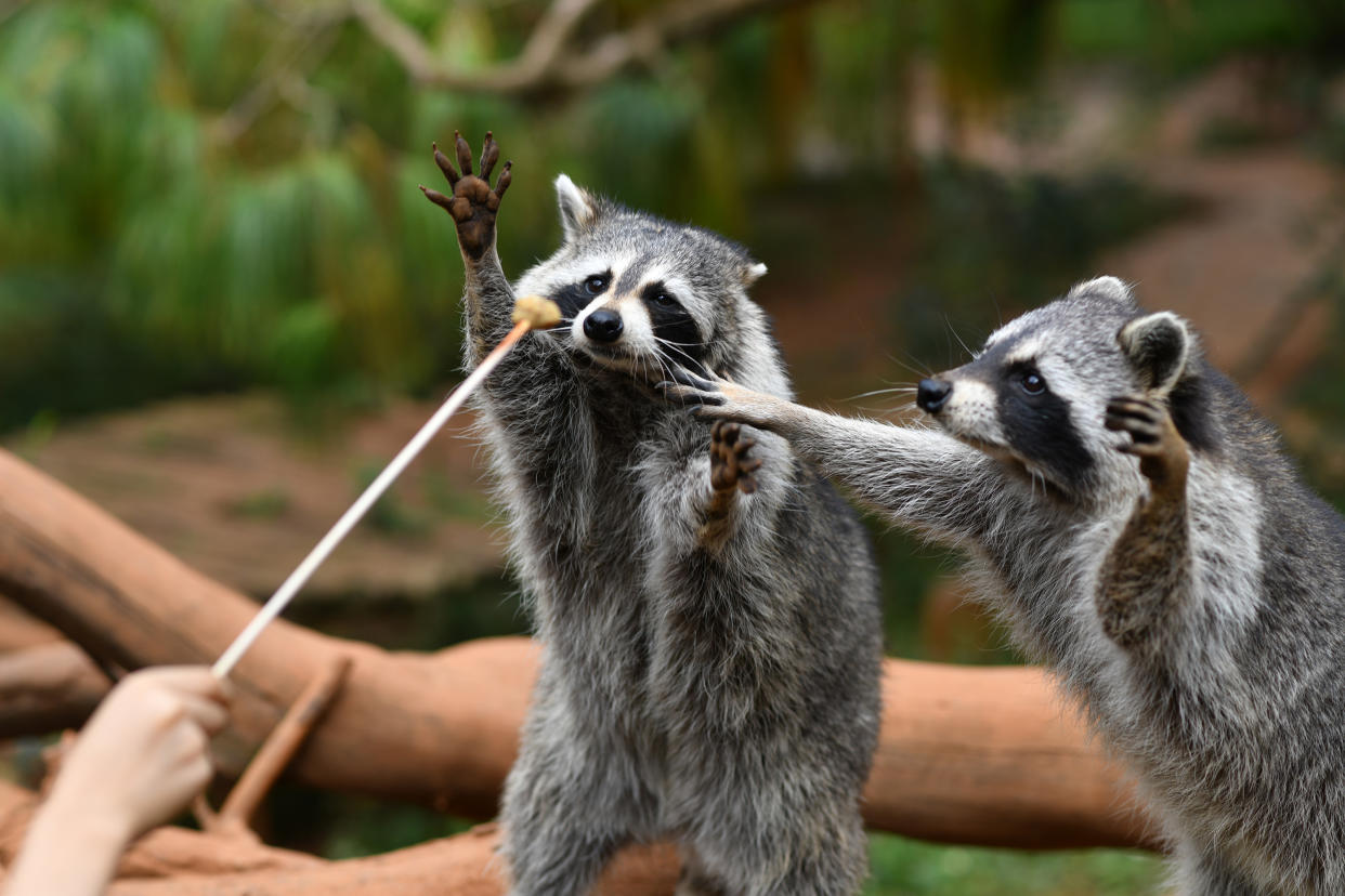 https://www.gettyimages.co.uk/detail/news-photo/raccoons-eat-special-halloween-food-at-yunan-satari-park-on-news-photo/1350362785