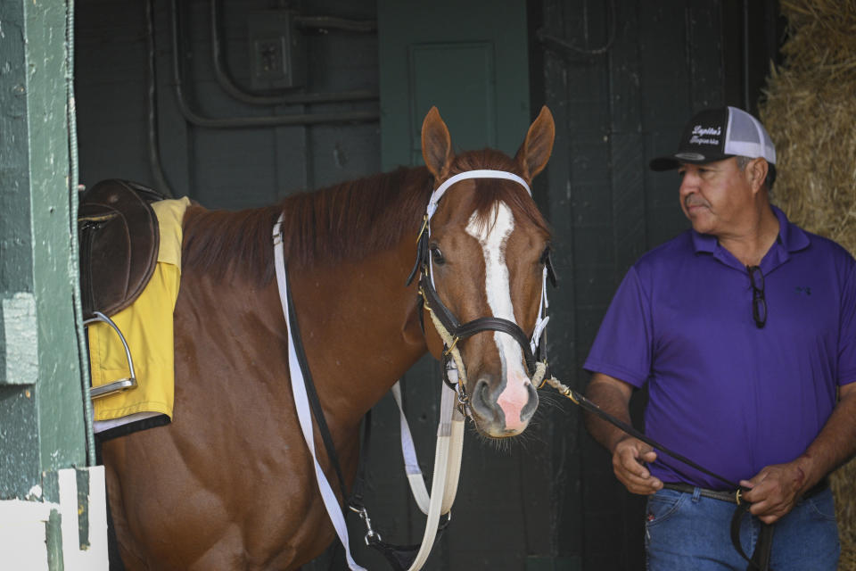 Kentucky Derby winner Mage pauses as he is walked around the Stakes Barn before working out on the Pimlico track Tuesday morning, May 16, 2023, in Baltimore, in preparation for Saturday's Preakness Stakes horse race. (Jerry Jackson/The Baltimore Sun via AP)