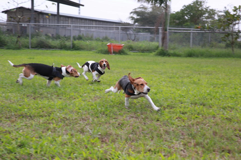 檢疫犬執勤時認真嚴肅，但放風的時候也是活蹦亂跳的。   圖：行政院農委會動植物防疫檢疫局/提供