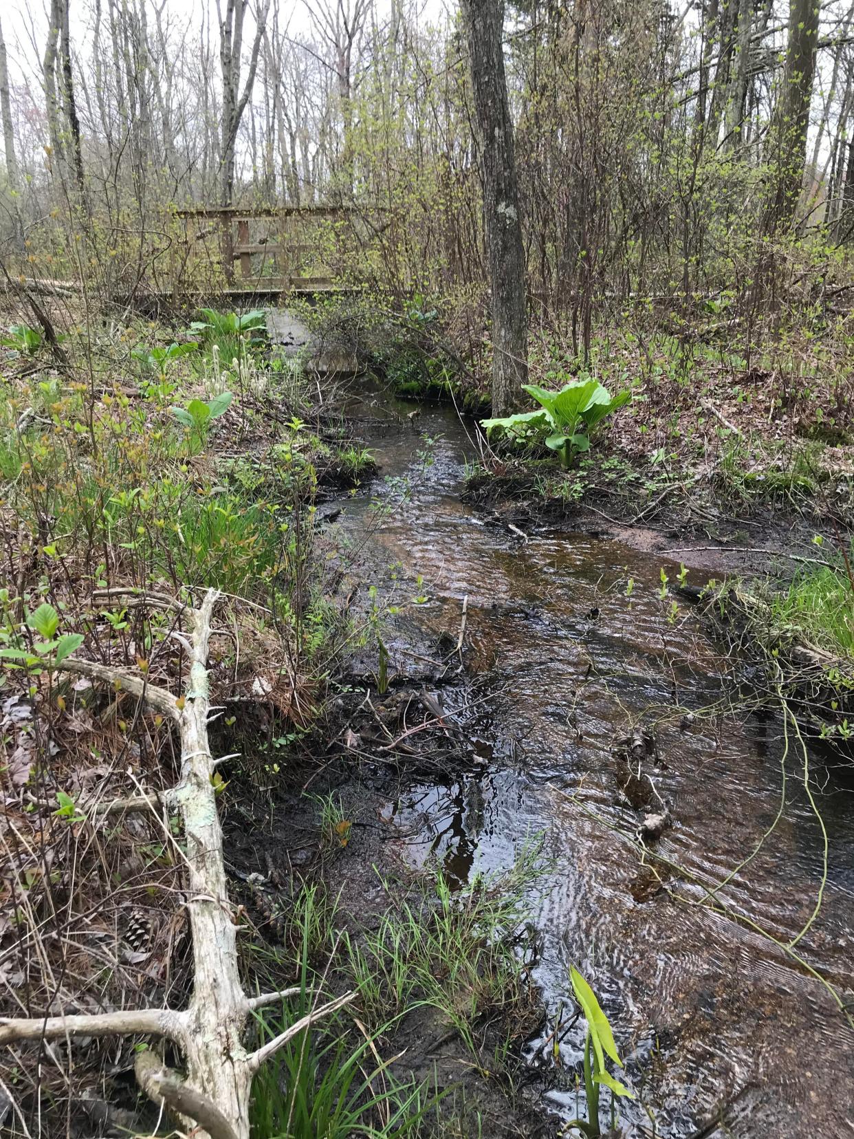 Several wooden bridges cross skunk cabbage-lined streams that flow to the river.