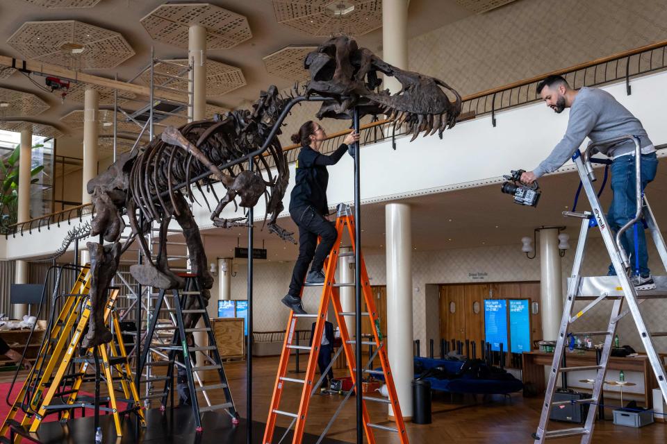 In this photograph taken in Zurich on March 28, 2023, Yolanda Schicker-Siber (L) takes part in the installation of 'Trinity' a Tyrannosaurus rex skeleton dating back 67 million years which will be auctioned in Switzerland on April 18, 2023, marking the first such sale in Europe.