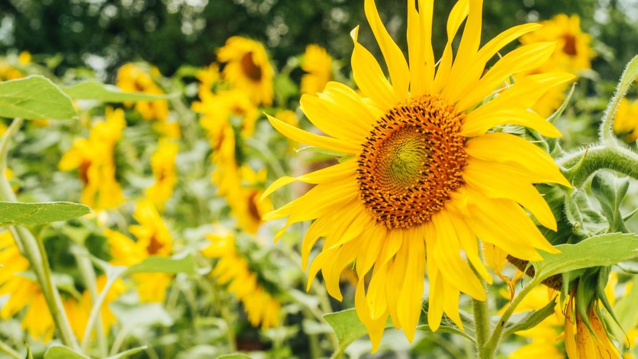 when to plant sunflowers