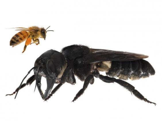 World’s largest bee photographed alive for first time after no sightings for 38 years