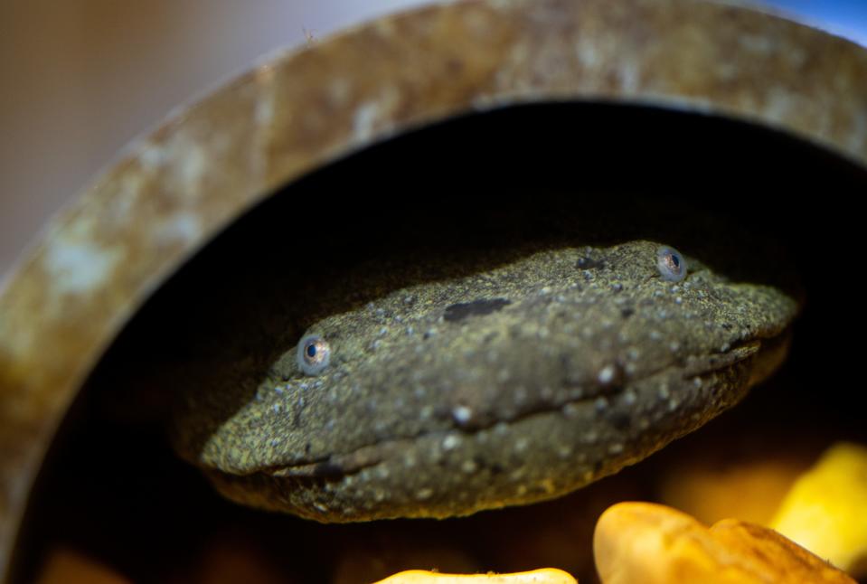 A five-year-old Eastern Hellbender salamander takes in the world from its enclosure at the Nashville Zoo in Nashville, Tenn., Tuesday, Nov. 7, 2023. This salamander will be released into the wild in the spring now that it is nearing mating age.