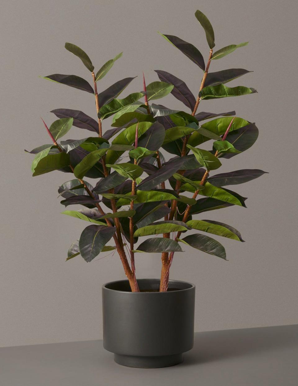 Faux Rubber Tree